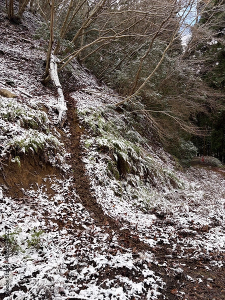 Fototapeta 雪のある獣道