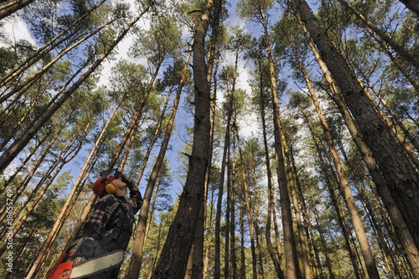 Obraz Waldarbeiter - Forstwirtschaft