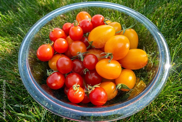 Obraz cherry tomatoes in a bowl