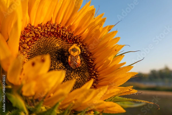 Obraz bee on sunflower