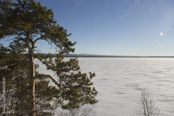 Fototapeta forest lake winter