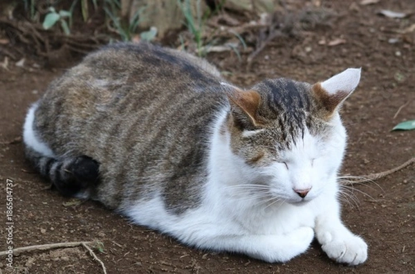 Fototapeta 境内で寛ぐねこ