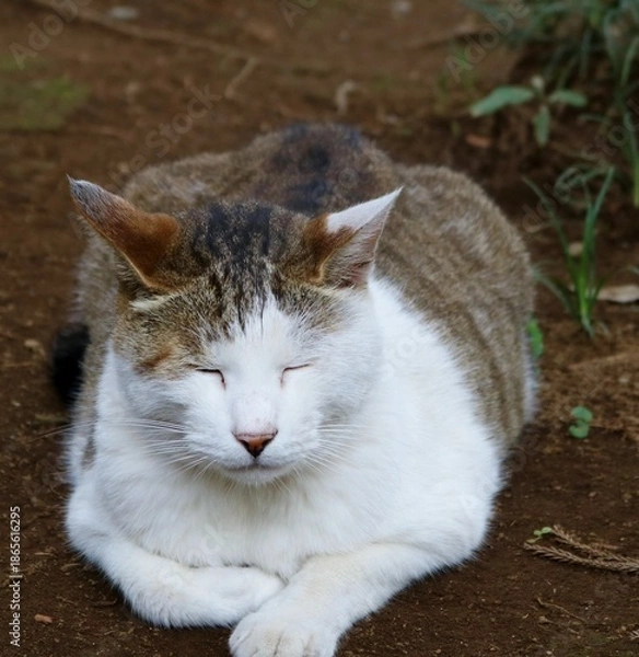 Fototapeta 境内で寛ぐねこ