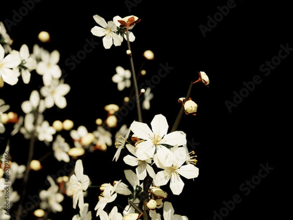 Obraz White spring blossoms clustered on dark background