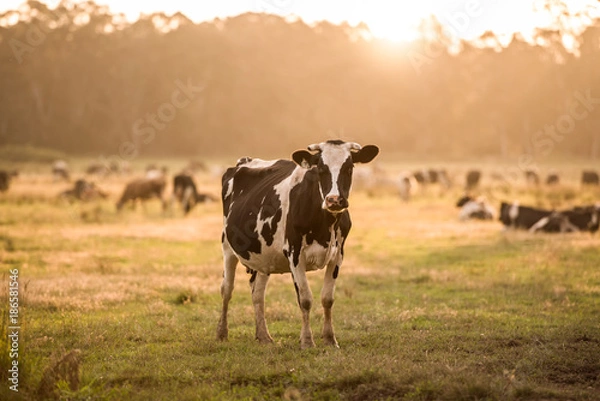 Obraz Cow in a Field at Sunset