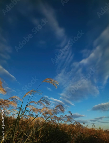 Obraz ススキと空	