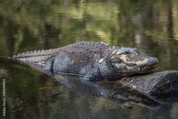 Obraz Alligator on a Log