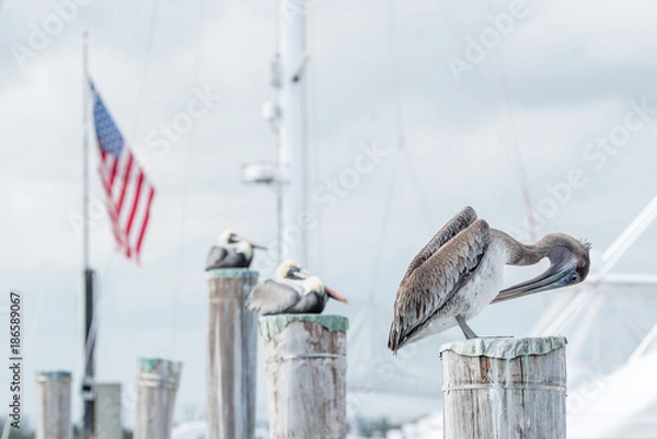 Obraz Birds in the Harbor