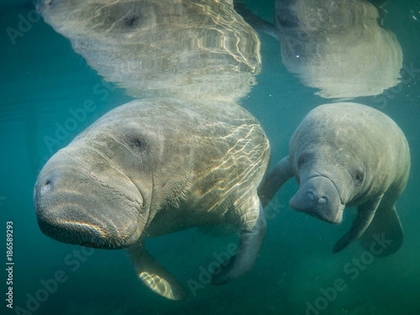 Obraz Manatee and Baby