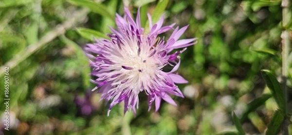 Fototapeta Centaurea aspera, rough star thistle