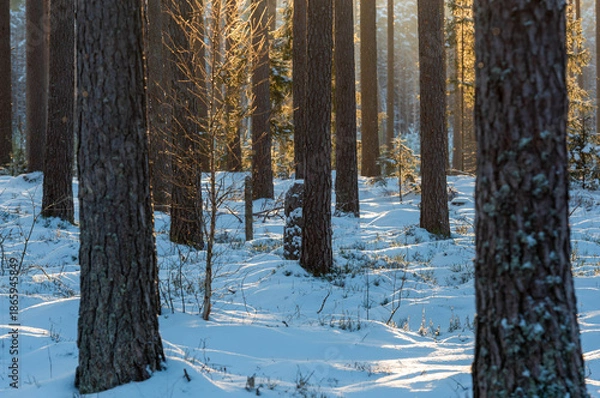 Obraz winter forest in winter