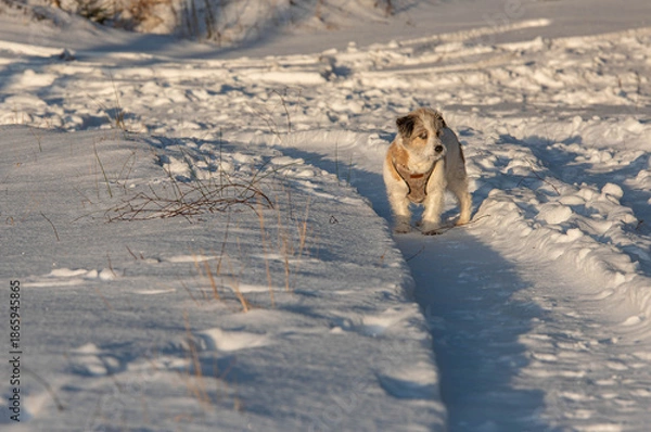 Obraz dog in snow