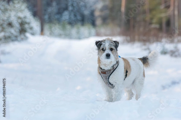 Obraz dog in snow