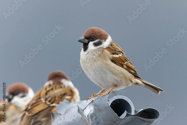 Obraz パイプの端っこに立っているスズメ