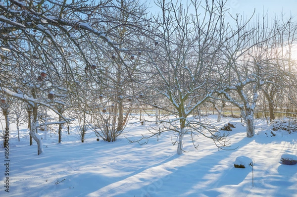 Obraz Fruit orchard on a sunny winter day.
