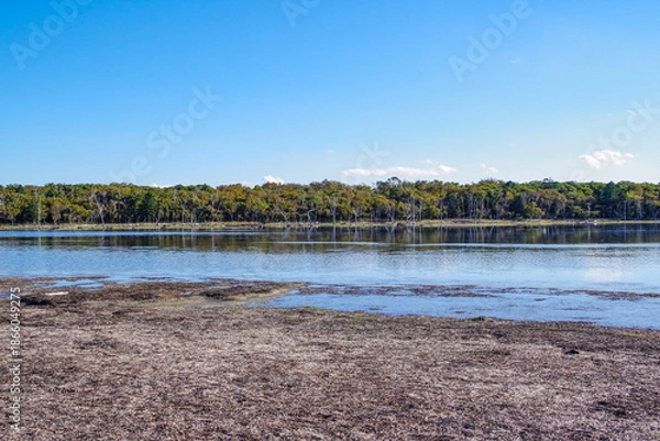 Obraz 枯れたミズナラが並ぶ野付半島のナラワラ