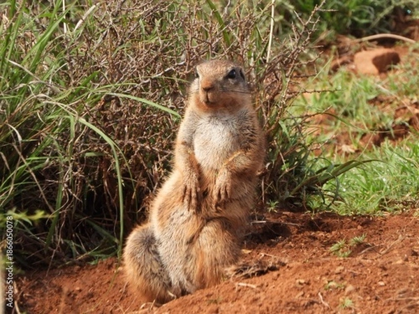 Fototapeta Ground squirrel