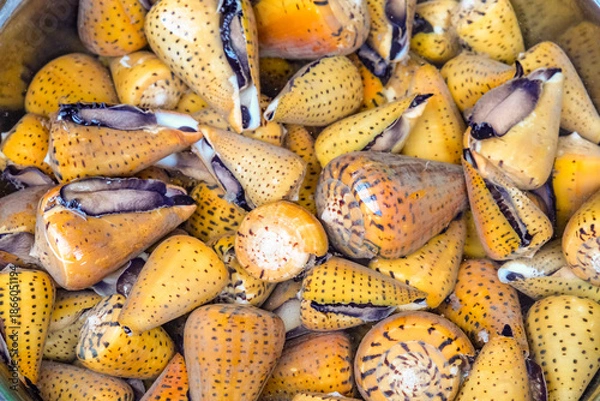 Obraz 装飾品や工芸品として使われるタイガーコーンシェル