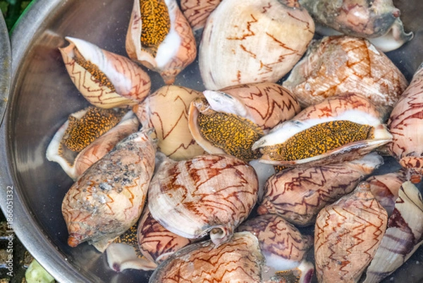 Obraz 装飾品や工芸品として使われるタガヤサンミナシ