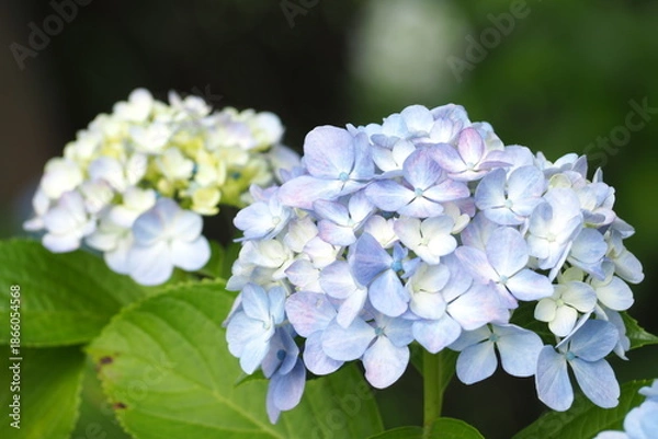 Obraz 植物　風景　花　夕方