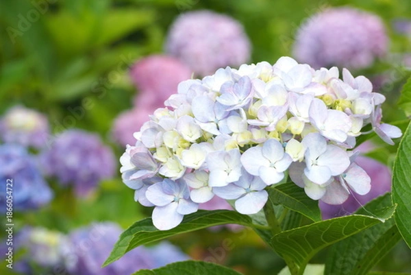 Obraz 植物　風景　花　夕方