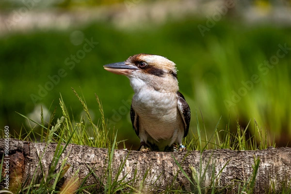 Obraz kookaburra on the ground