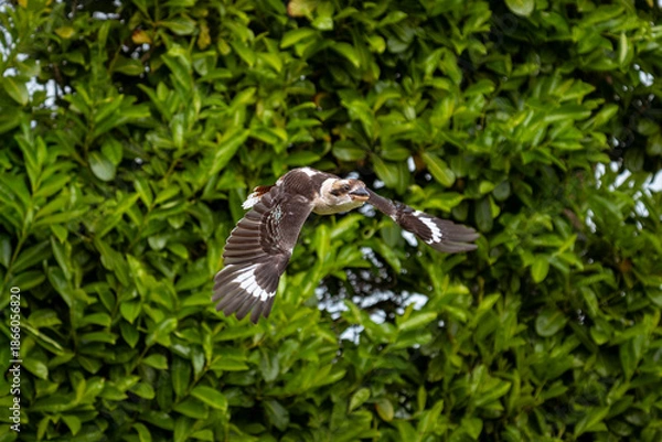 Obraz kookaburra in flight