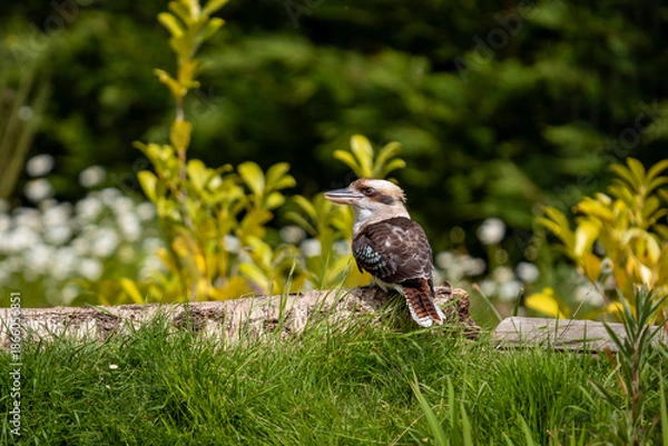 Obraz kookaburra on the ground
