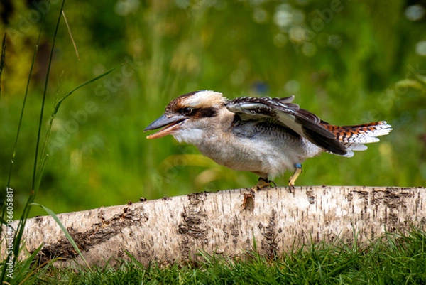 Obraz kookaburra on the ground