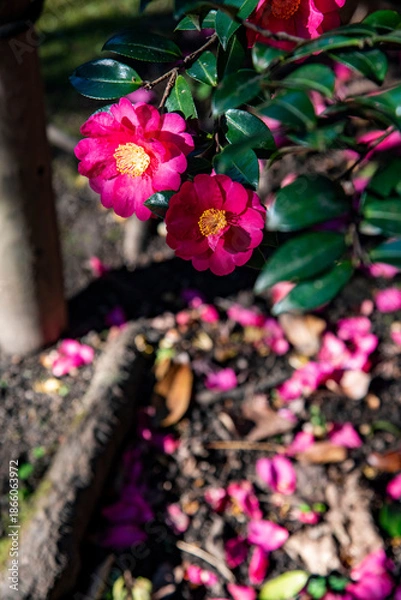 Obraz 鎌倉2612　宝戒寺8　椿