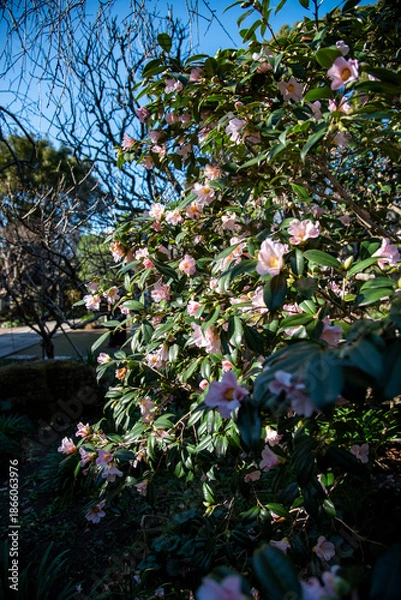 Fototapeta 鎌倉2612　宝戒寺7　山茶花