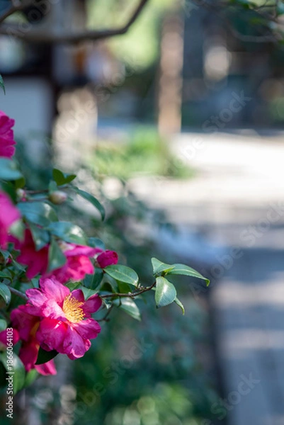 Fototapeta 鎌倉2612　宝戒寺1　椿