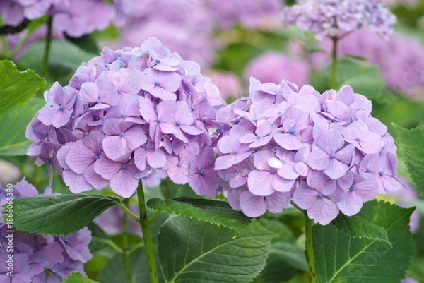 Obraz 植物　風景　花　公園