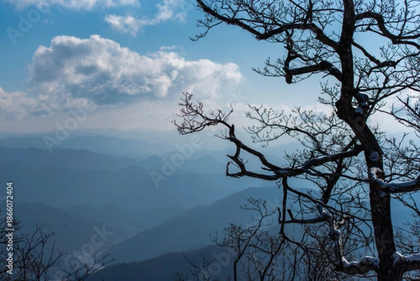 Fototapeta 고목과 깊은 산맥