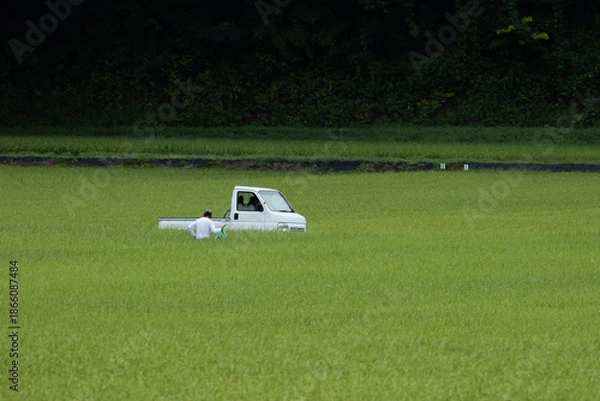 Obraz 初夏の水田