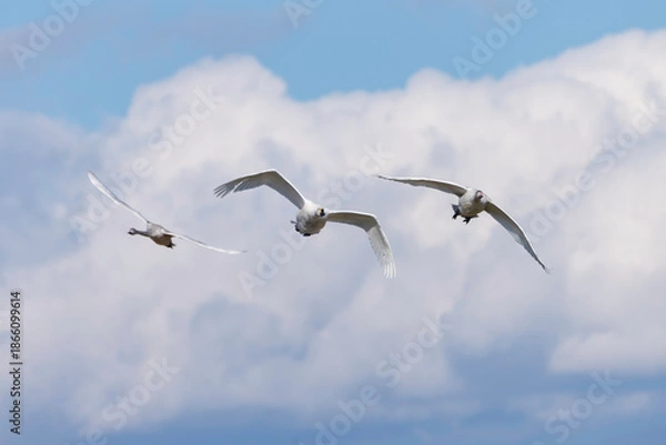 Obraz 青空を優雅に飛ぶ白鳥