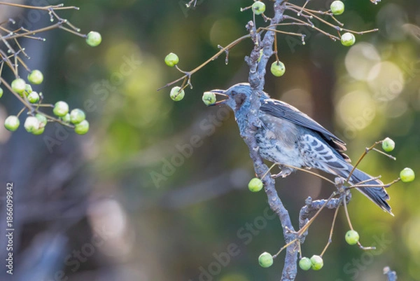 Obraz センダンの実を食べるヒヨドリ