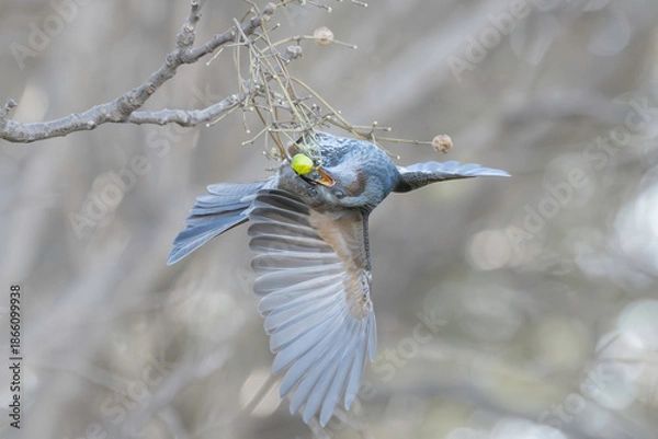 Obraz センダンの実を食べるヒヨドリ