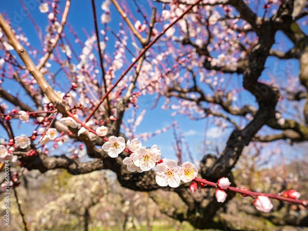 Obraz 春の陽光！青空に咲き誇る美しい梅