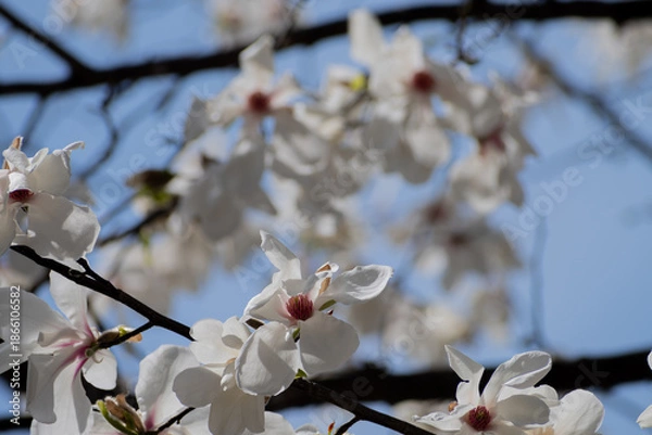 Obraz 春に咲くコブシの花のアップ
