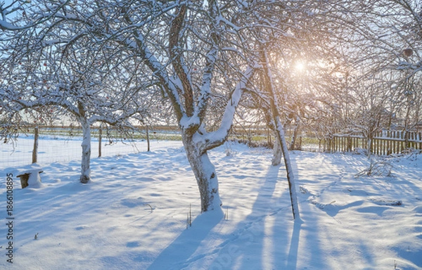 Fototapeta Apple orchard on a sunny winter day.