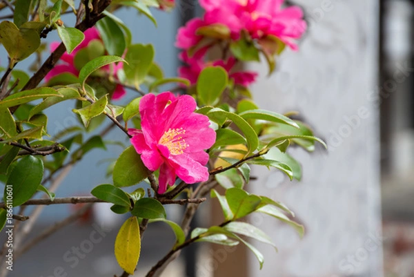 Obraz 街角の満開のピンクのツバキ

