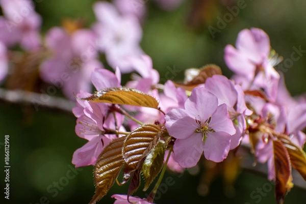 Obraz 満開のサクラの花のクローズアップ
