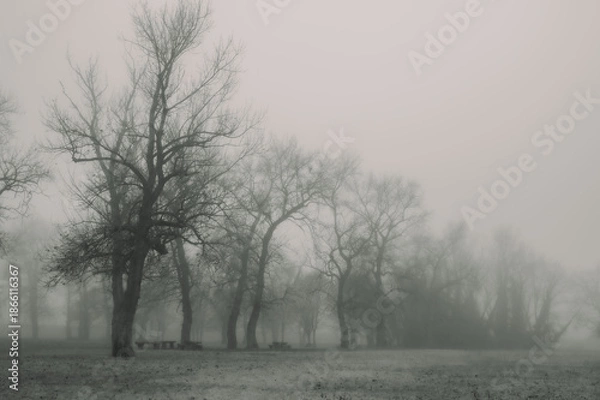 Obraz trees in fog