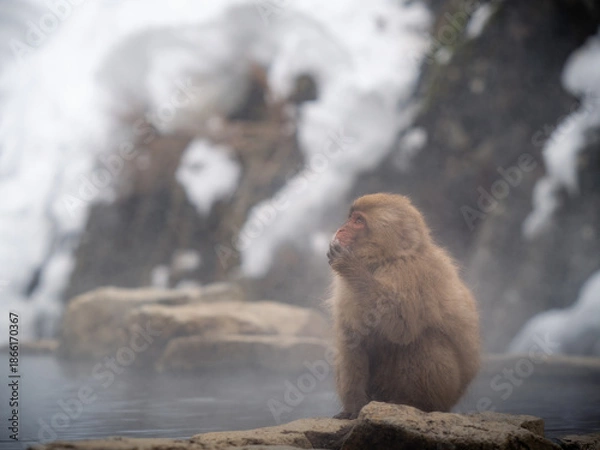Fototapeta Snow monkey bathing in the hot spring