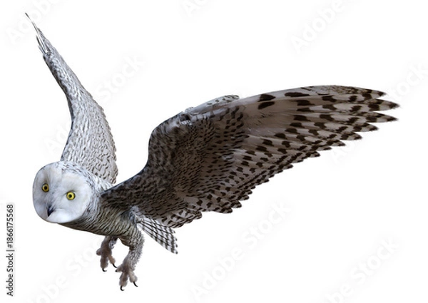 Obraz 3D Rendering Snow Owl on White