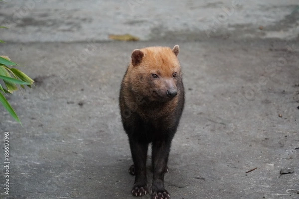 Obraz Bush dog