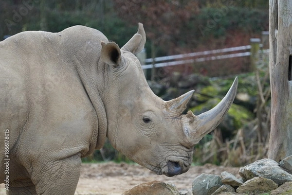 Obraz White rhinoceros