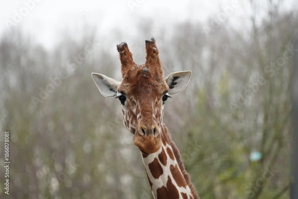 Obraz Reticulated Giraffe