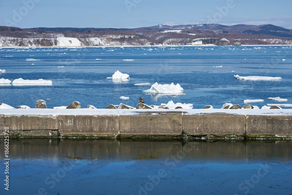 Obraz 北海道　船上から見たオホーツク海の流氷と鳶